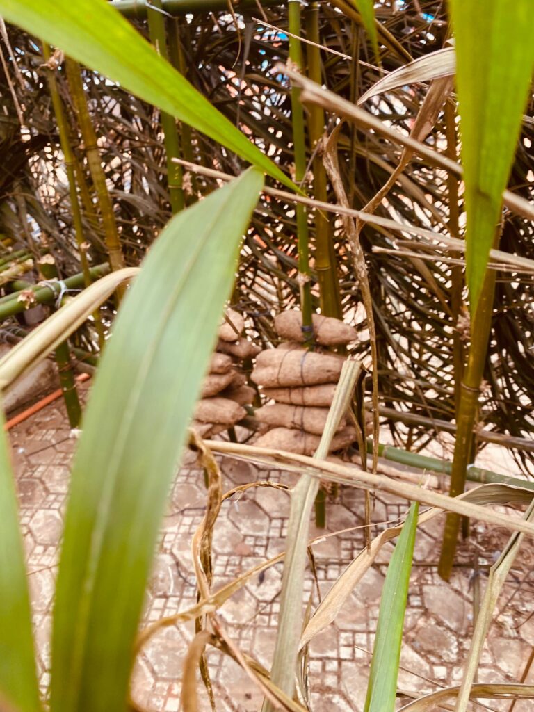 iri ji new yam blacctheddipost 1